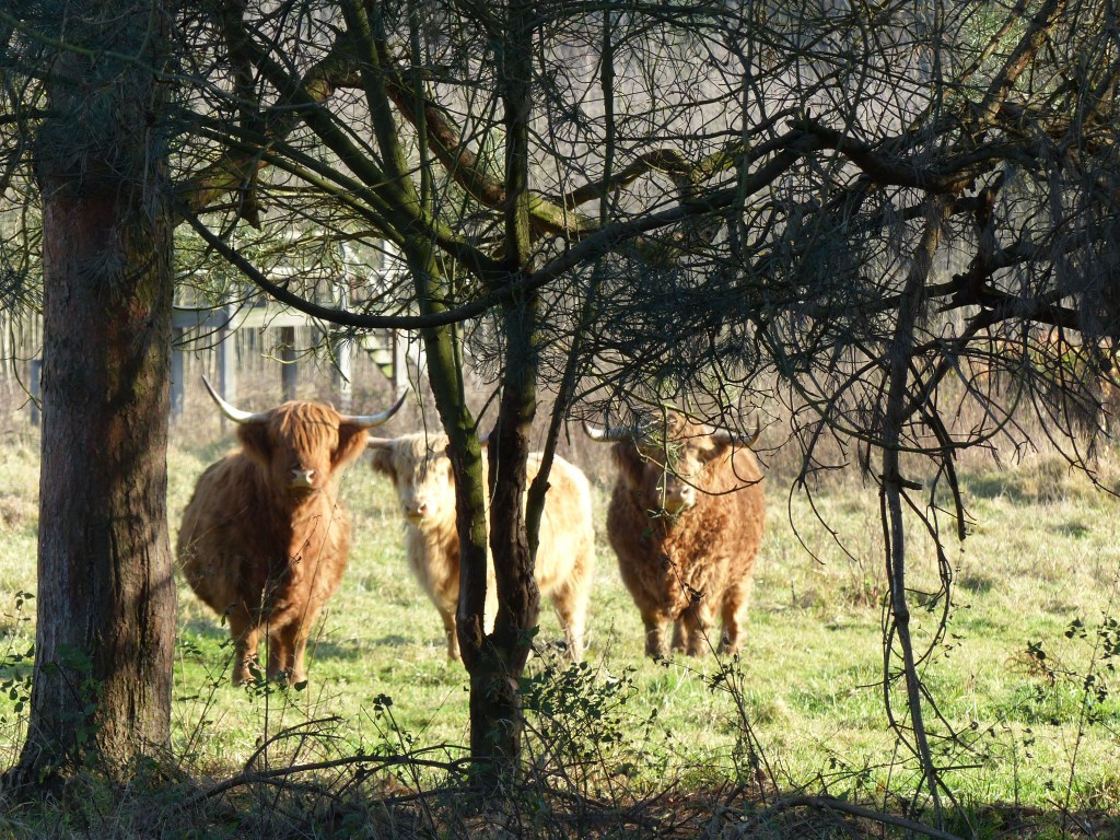Schotse Hooglanders in het&nbsp;Zoniënwoud
