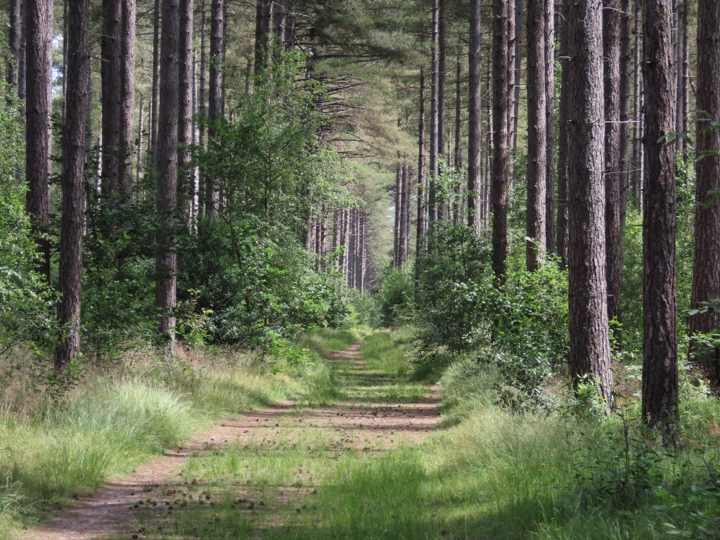 De zwarte van&nbsp;Zichem