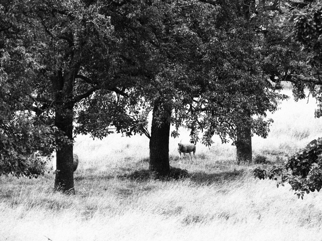 Flirten met de&nbsp;Condroz