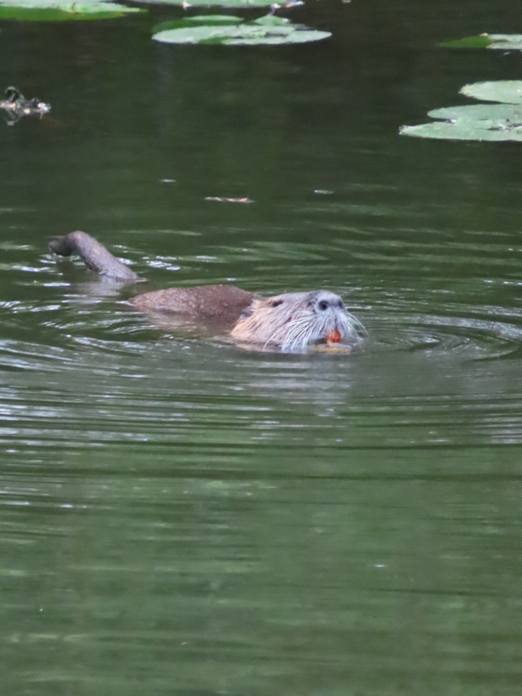 Beverrat in de&nbsp;Samber
